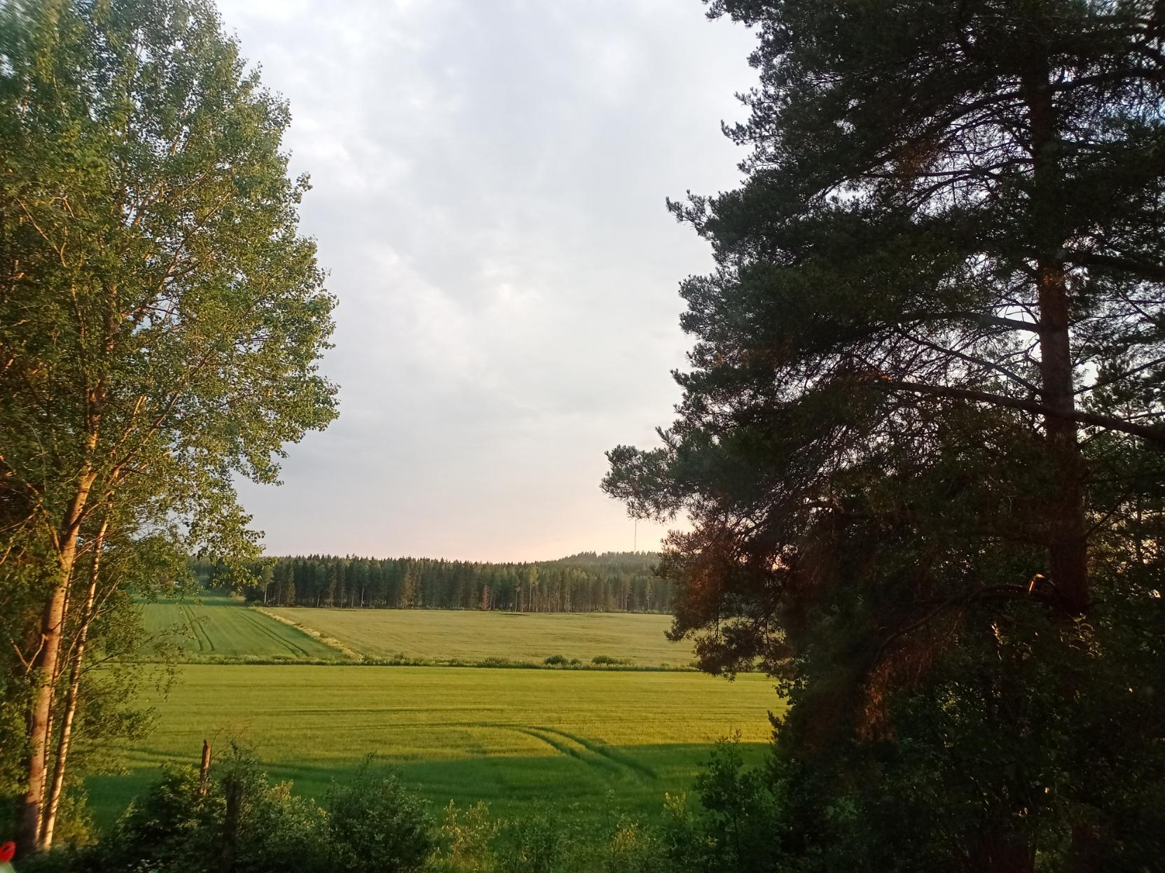 Kesäkuun lopussa ilta-aurinko paistaa alhaalta oikealta ja saa peltomaiseman hehkumaan.