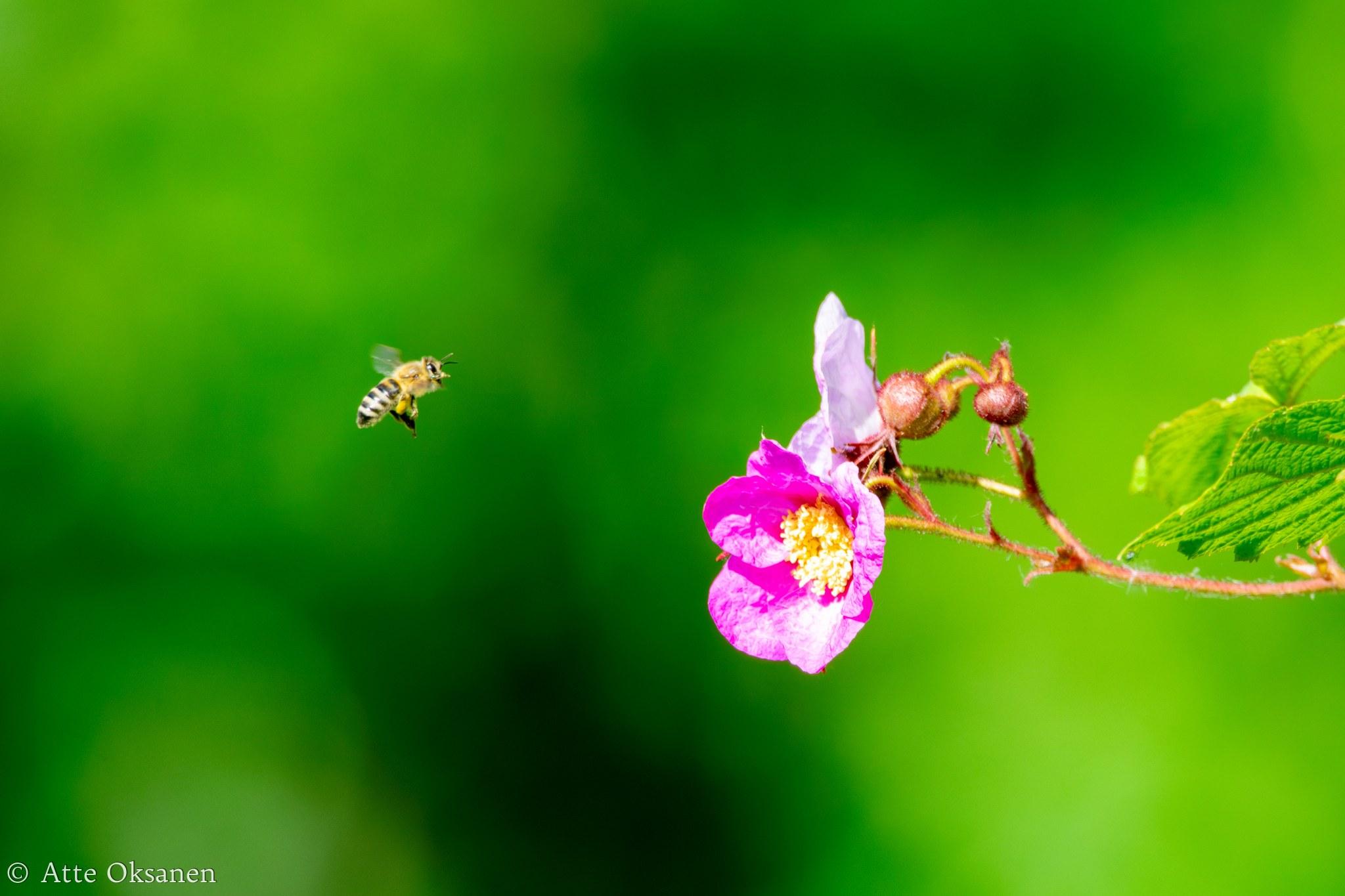 Tarhamehiläinen lähestymässä violettia kukkaa. Mehiläinen on sellaisessa kuvakulmassa, jossa ihmissilmään saattaa näyttää kuin se nauraisi.