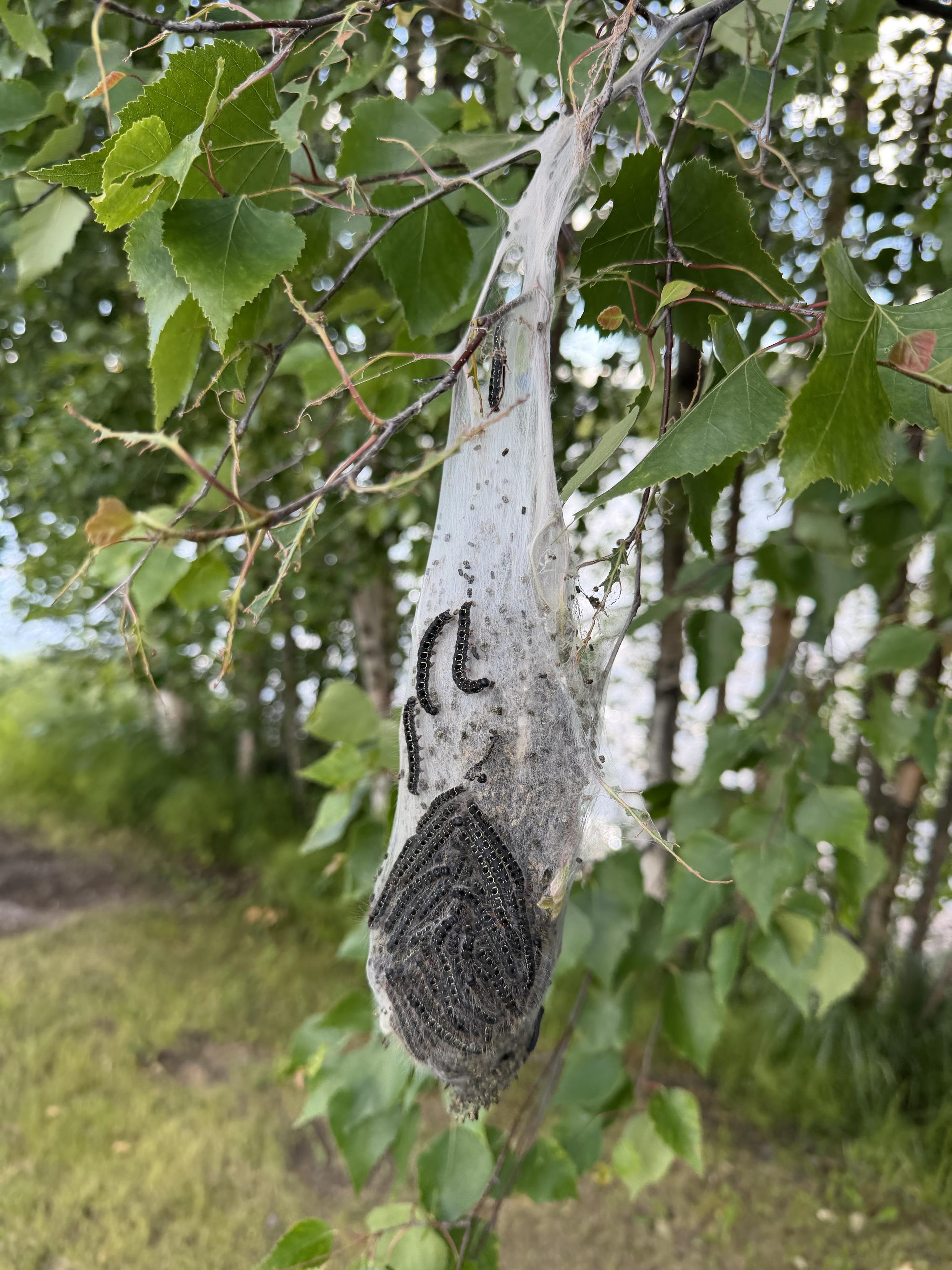 Koivukehrääjän toukkia roikkuu kasassa tekemässään pussissa koivusta