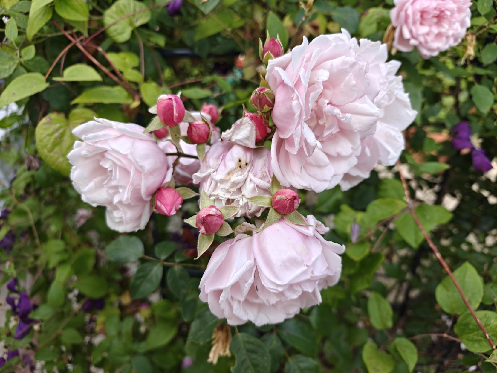 A bunch of four pink roses in bloom, surrounded by a number of small bright pink buds, green leaves, and their thorns.