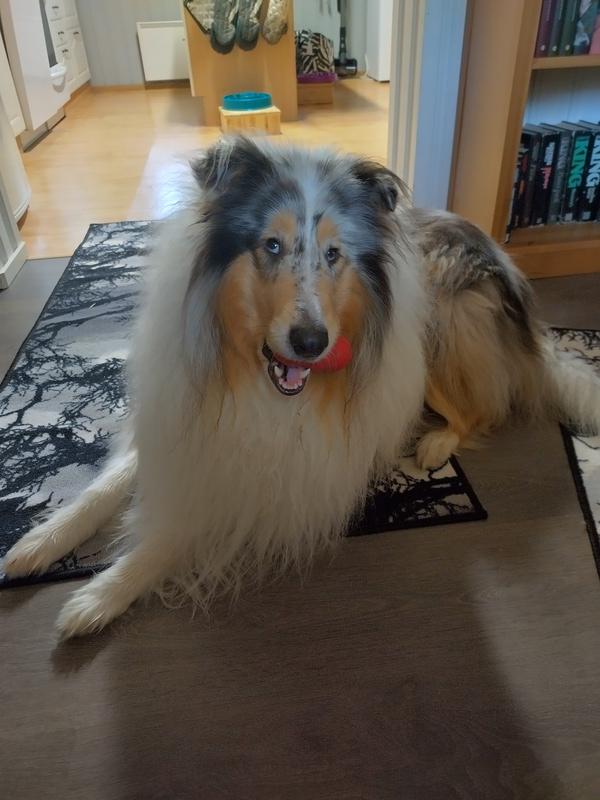 Valokuva: Maagi-collie sfinksiasennossa lattialla punainen Kong purulelu suussaan ja kysyvä ilme silmissään.