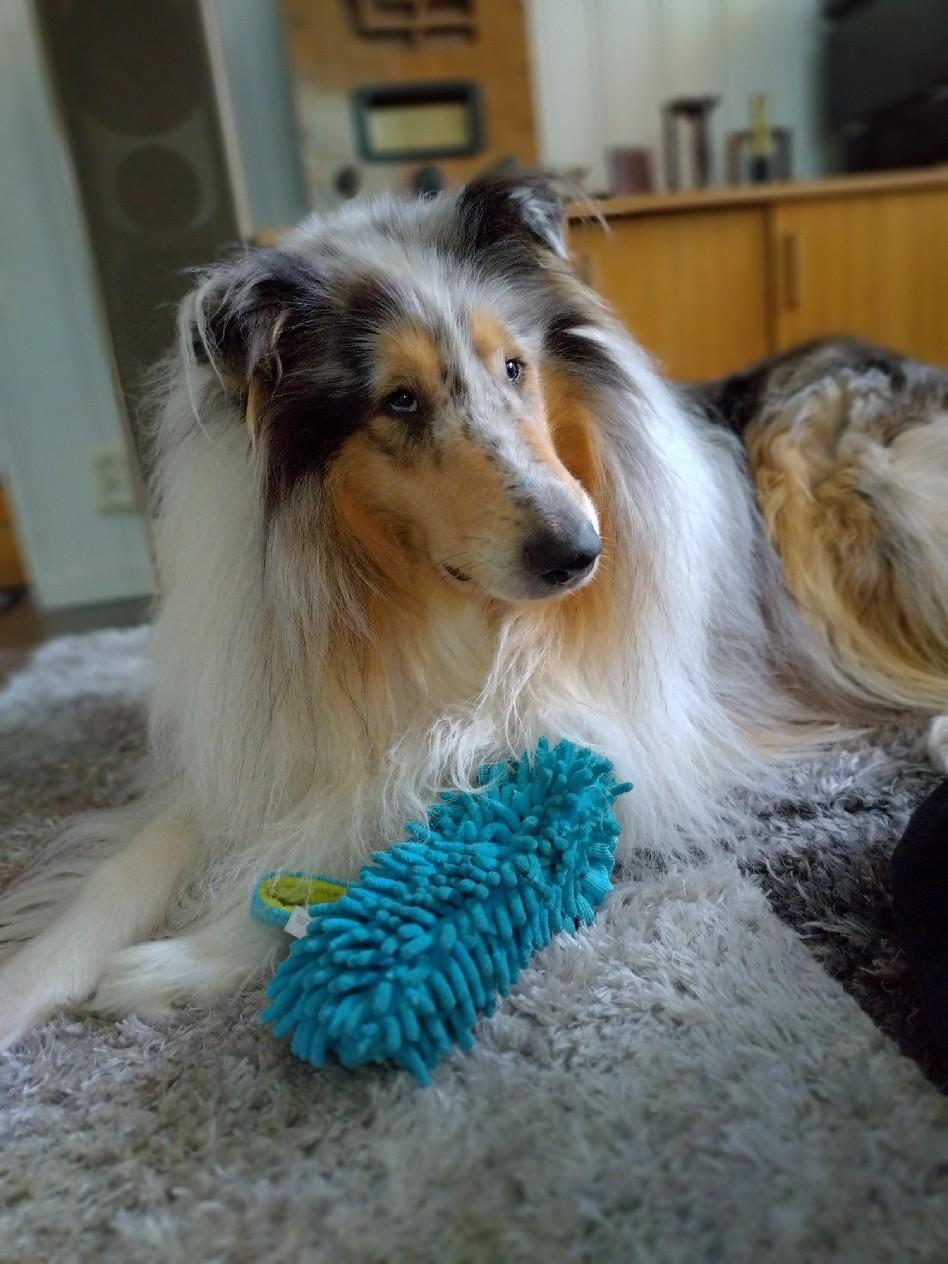 Valokuva: pitkäkarvainen blu-merle collie Maagi makaa saalistamansa pehmolelumöffeli etujalkojen välissä