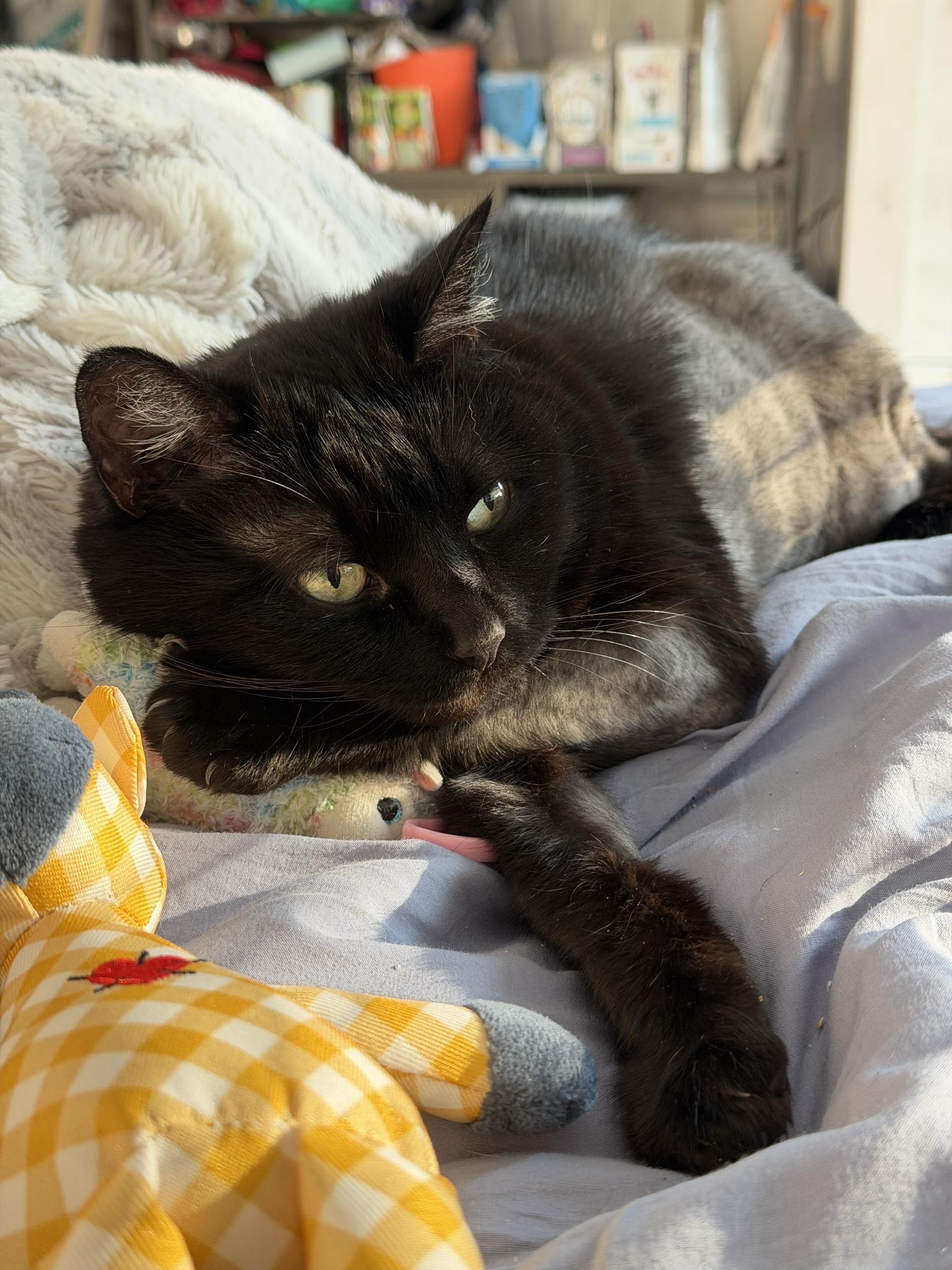 A photo of a black cat lying on a bed in a very human pose with one paw reaching towards the camera near a toy, and another paw under the cheek, on a small plushie. The cat looks lost in  their own thoughts