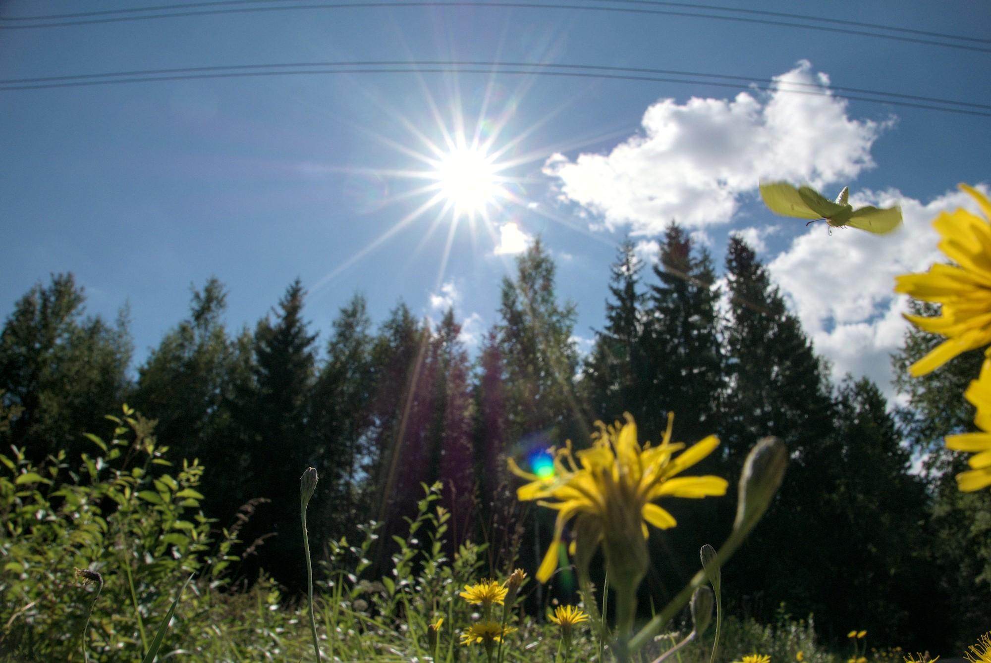 Kuva heinikosta ylös suoraan kohti aurinkoa. Alhaalla ja etualalla heiniä ja keltaisia kukkia, taustalla taivasta vasten kohoavan kuusi- ja koivumetsän reuna ja niiden yllä kirkas aurinko. Yläoikealla lentää sitruunaperhonen taustanaan pari poutapilveä. Kaksi paria sähköjohtoja kulkee pitkin kuvan yläreunaa.