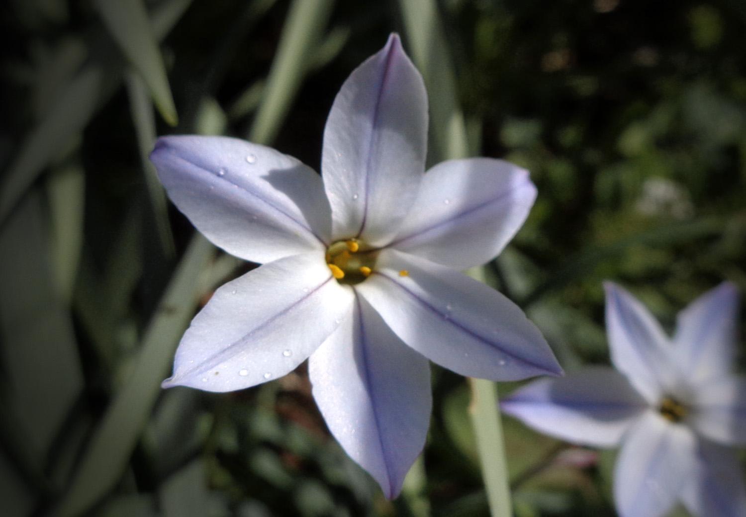 A star-shaped flower of light blue and white (C)P.Gamble Photography