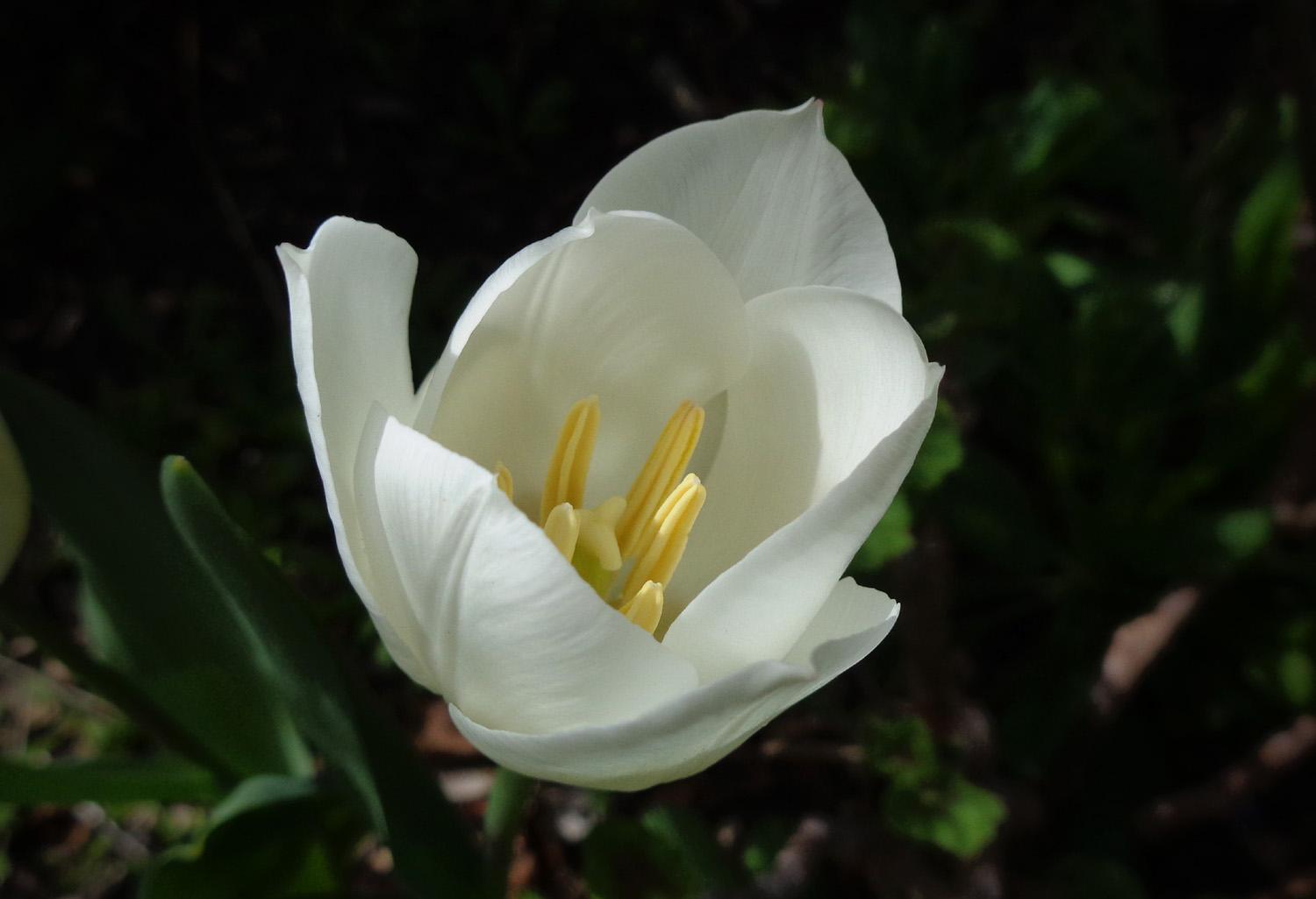 A nice white flower opening to the sun with yellow stamens (C)P.Gamble Photography