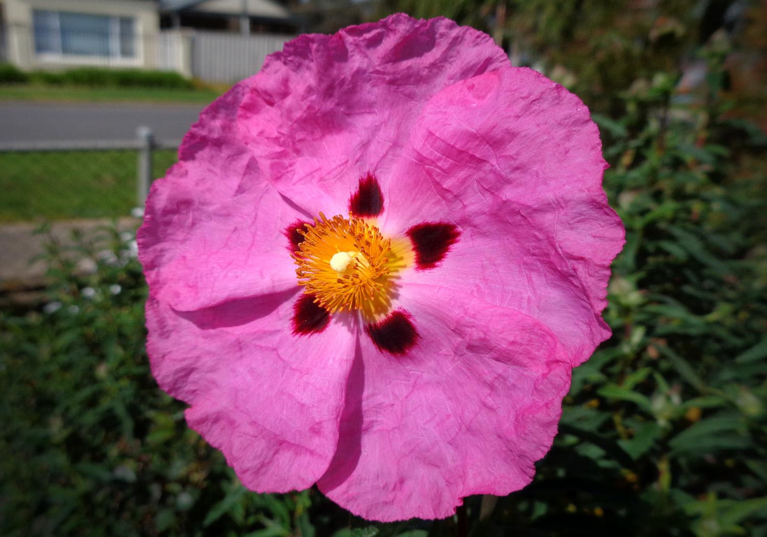 A vibrant magenta Rockrose flower (C)P.Gamble Photography