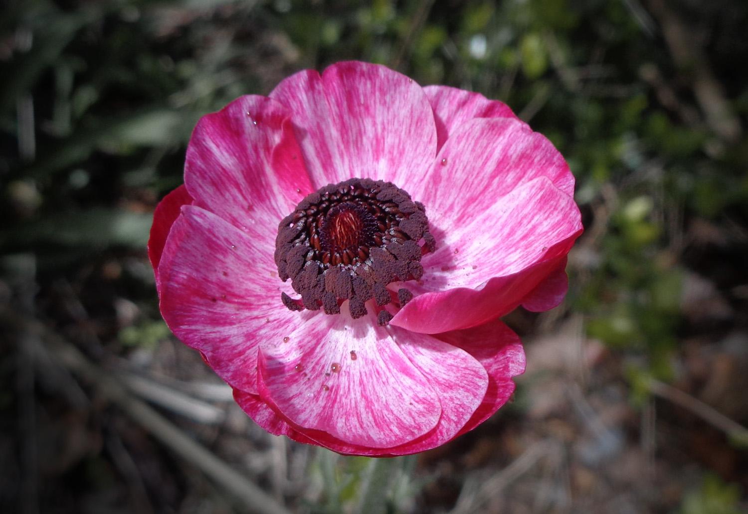 A nice pink and white striation flower (C)P.Gamble Photography