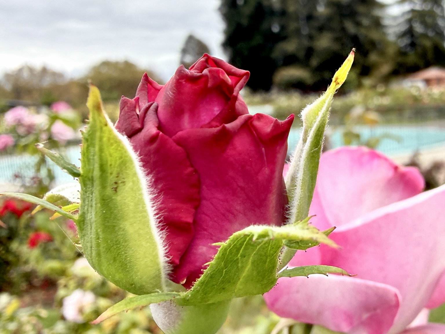 Bright red rosebud up close with aqua foundation in background