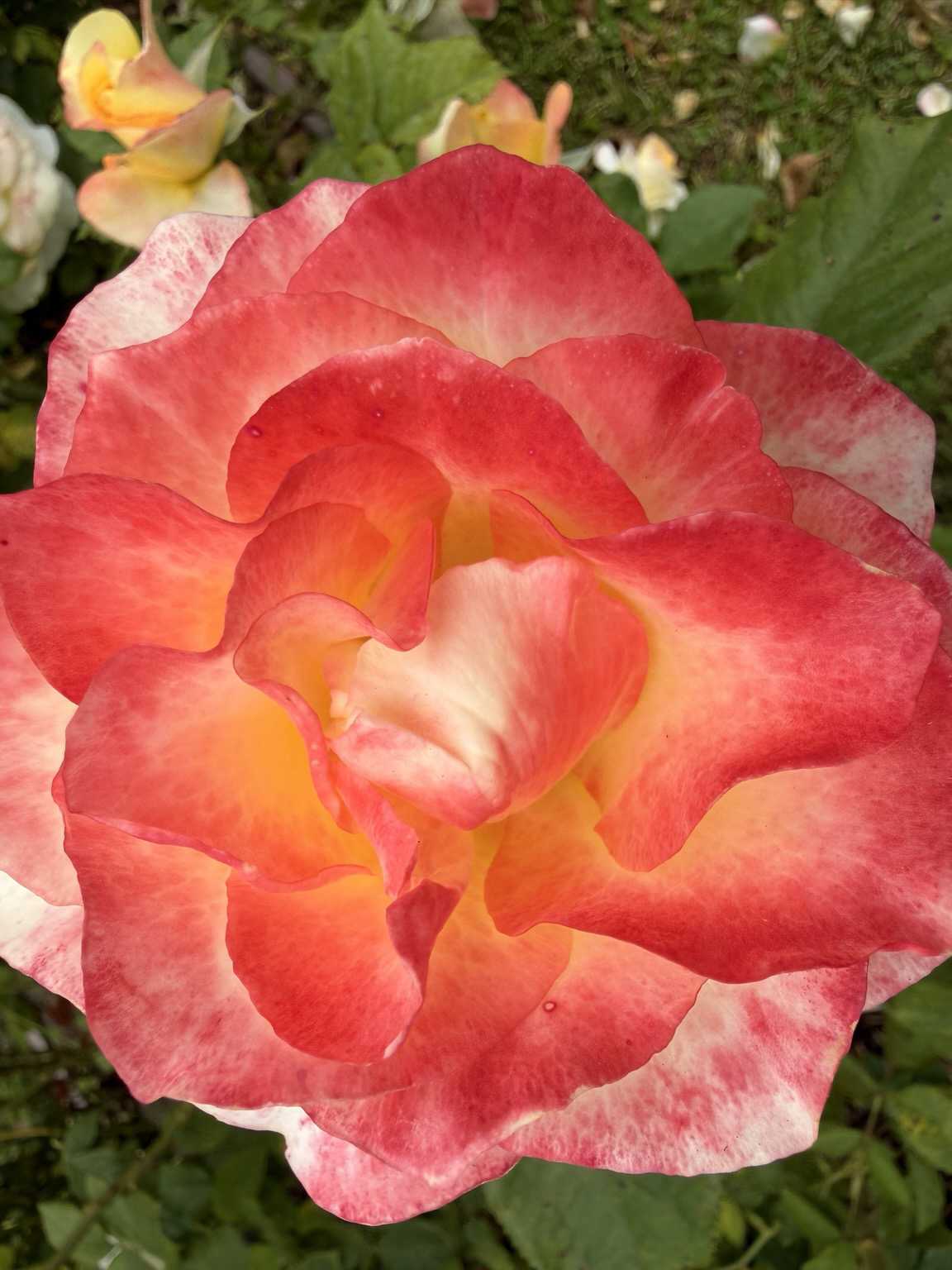 Close-up if a fiery rose blossom in a bush with petals that are deep orange to yellow ombré
